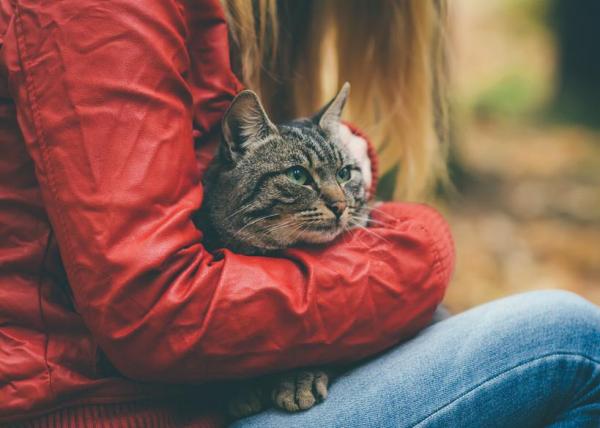 10 coisas comuns que podem matar o seu gato - Conselhos para evitar que o seu gato sofra uma intoxicação