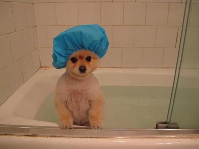 20 imagens de cães e gatos tomando banho para alegrar o seu dia • Awebic |  Histórias que Inspiram