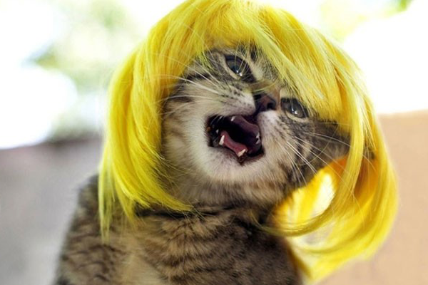 15 Gatos que estão prontos para o Carnaval! – Blog | Adote um Ronrom